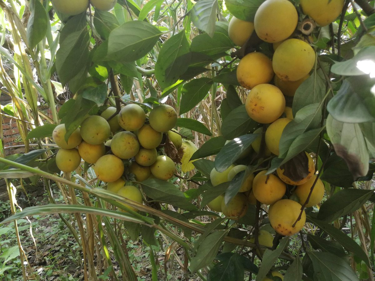 बयर र केशोर उत्पादक किसान निरास