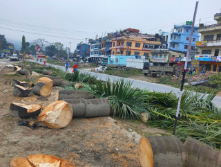 मुग्लिङ पोखरा सडक विस्तार: तनहुँ खण्डमा धमाधम रुख कटान