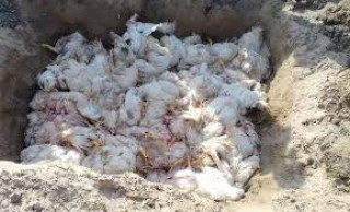 चितवनको राप्तीमा बर्डफ्लू देखियो