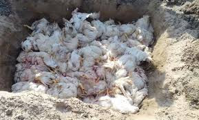 चितवनको राप्तीमा बर्डफ्लू देखियो