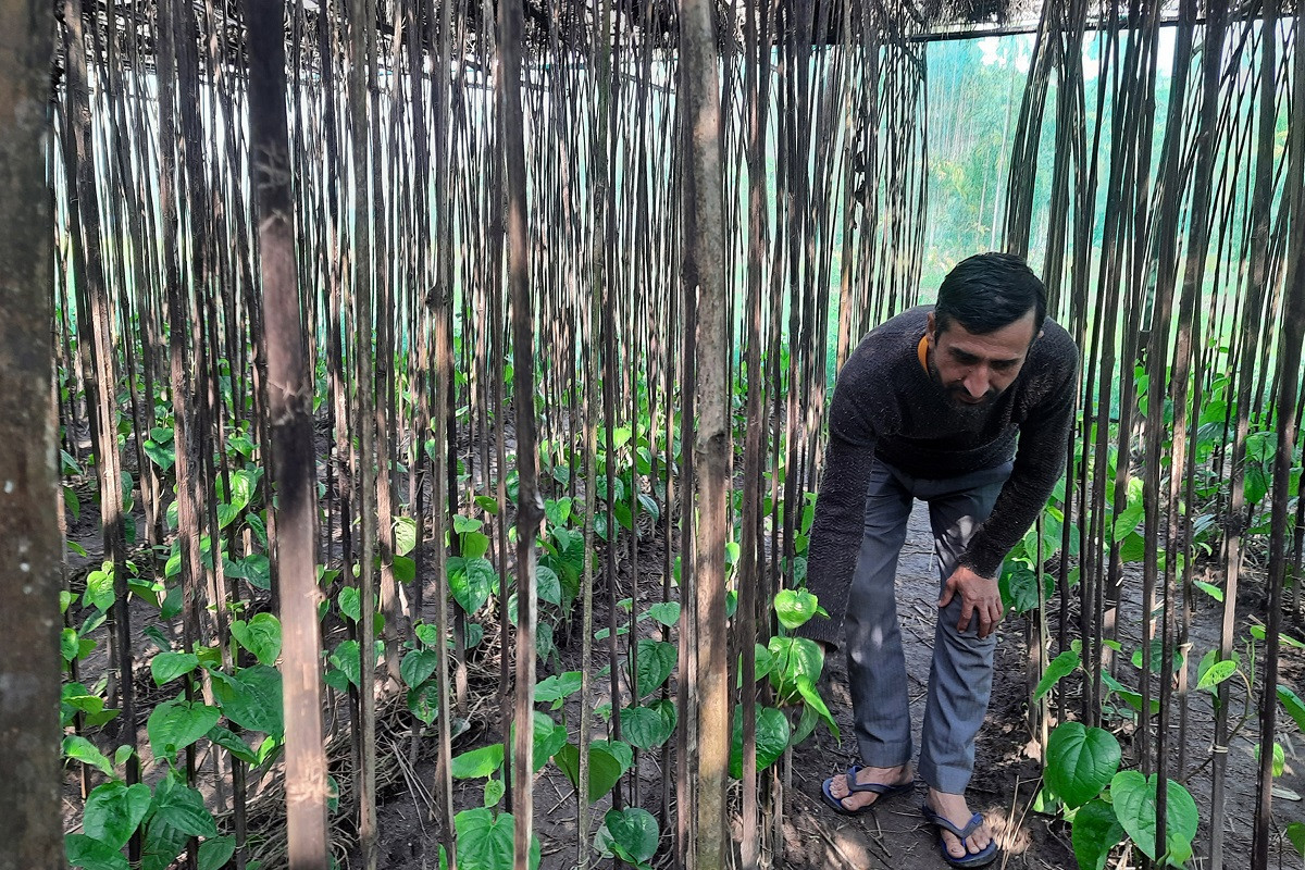 झापामा पानखेती : १५ वर्षसम्म दर्बिलो आम्दानी
