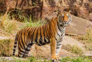 बाघले मार्यो दुई वटा गैँडा