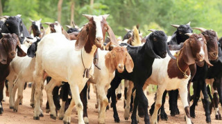 कालिन्चोकमा दश हजार बाख्रालाई पिपिआर खोप