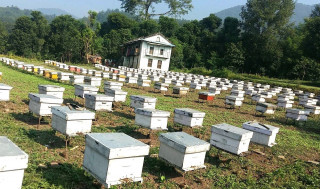 मौरी पालनमा आकर्षण बढ्यो,चरन क्षेत्र घट्यो