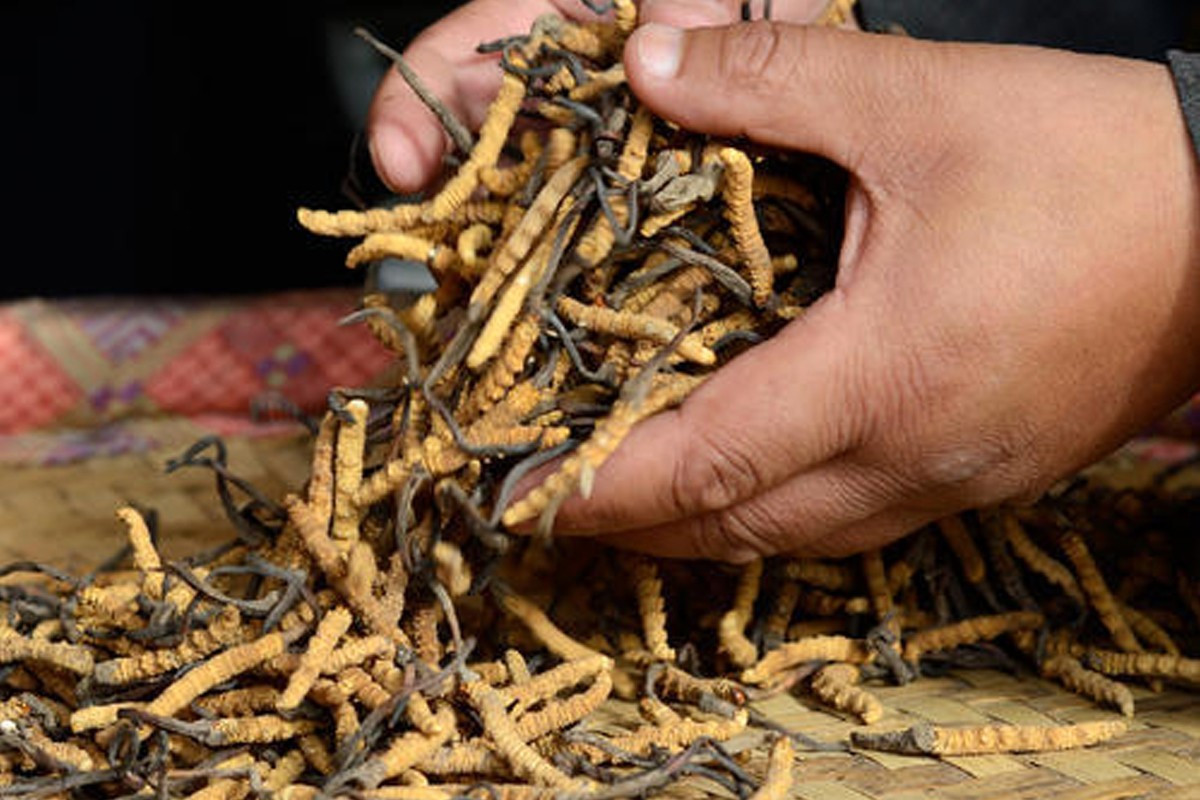 डोल्पामा जेठ ११ गतेदेखि यार्सा सङ्कलन खुला गरिने