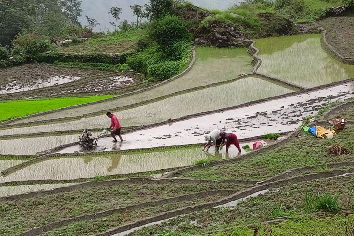 ट्याक्टरले खेत जोतेर धान रोपाइँ
