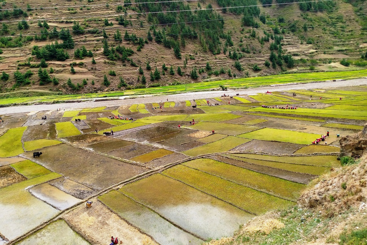 धान दिवसः जुम्ली मार्सी चामलको माग अन्तर्राष्ट्रिय बजारमा