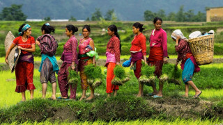 मल र जल अभावका कारण देशभर हालसम्म ६० प्रतिशतमात्र रोपाइँ, अन्न भण्डार मानिने मधेस प्रदेशमा सबै भन्दा कम
