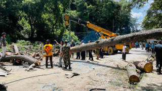 सल्लाघारीका २१ रूख काटिए, समितिको खर्चमा घाइतेको उपचार जारी