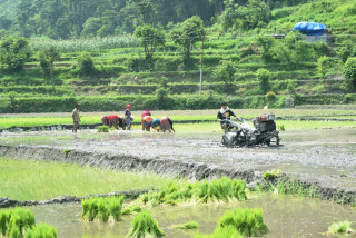 टारी खेतबाहेक तनहुँमा अधिकांश खेतमा रोपाइँ