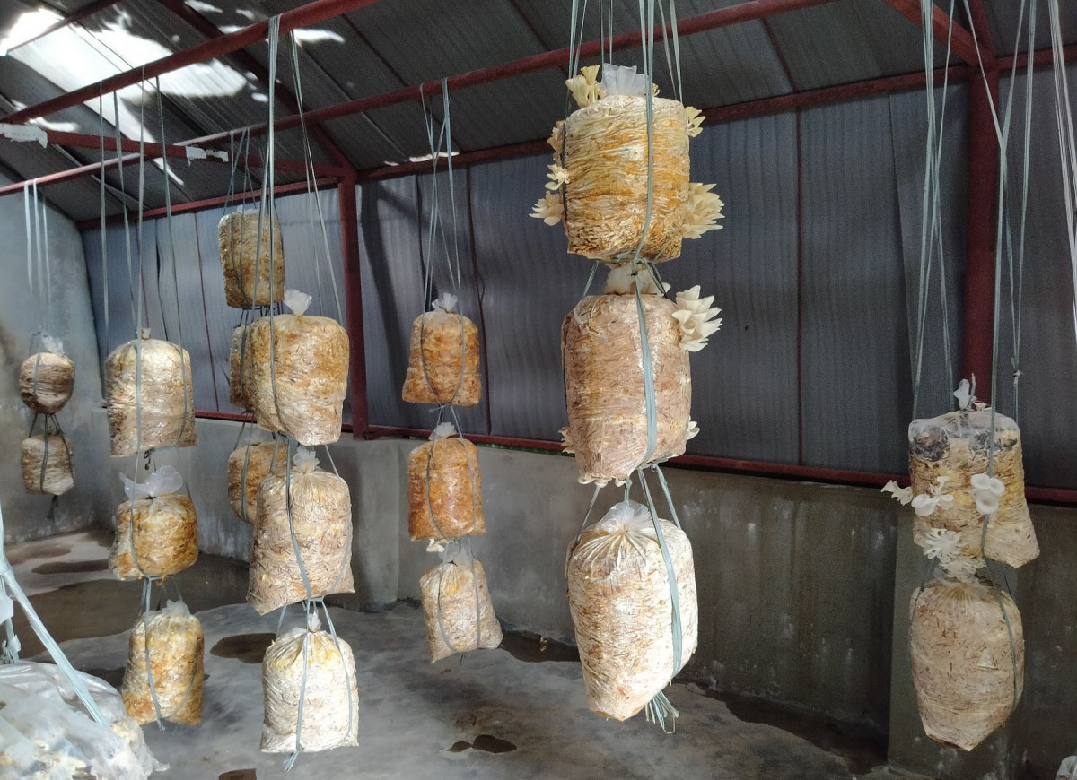 च्याउमा आत्मनिर्भर बन्यो झापा
