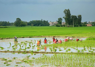धान रोपाँइ