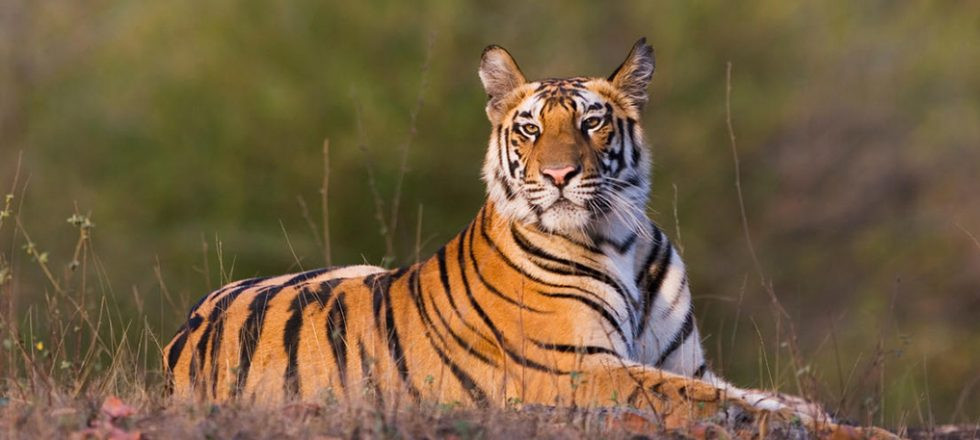 बाघ हेर्न निकुञ्जमा पर्यटक बढे