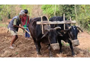 हलगोरु पाल्ने किसानलाई १० हजार अनुदान