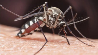 डेङ्गुका बिरामी १३ हजार नाघे