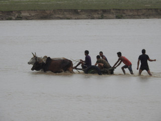 जोखिम मोलेर बैलगाडा यात्रा