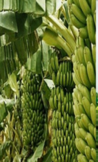 करोडौँ लगानीमा निर्माण भएको केरा पकाउने च्याम्बर बन्द
