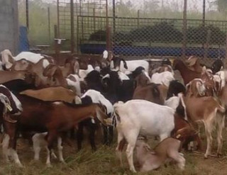 खसी भनेर बाख्राको मासु बिक्री