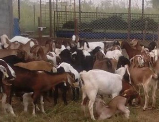 खसी भनेर बाख्राको मासु बिक्री