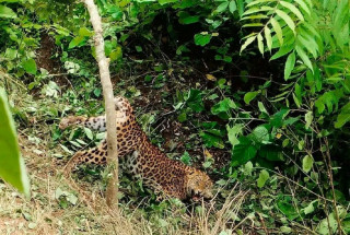 बन्दीपुरमा चितुवाको आक्रमणबाट बालिकाको मृत्यु
