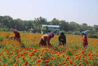 शिक्षण पेसा छाडेर फूल खेती, मनग्य आम्दानी
