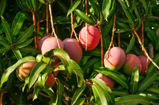 रु एक करोडभन्दा बढीमा ठेक्का लाग्यो बागवानीको आँप