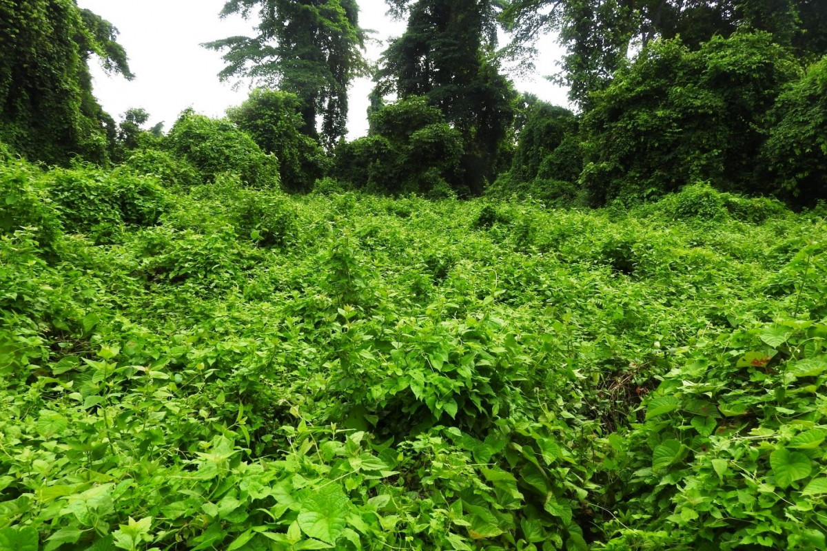 झापामा डेढ हजार हेक्टर वन अतिक्रमण