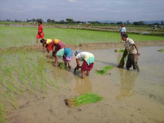 मधेस प्रदेशमा नौ प्रतिशत मात्र धान रोपाइँ
