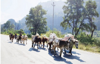 बर्खामा ढुवानी गर्न घोडा खच्चडकै भर
