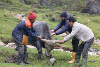 लम्पी स्किन रोगको महामारी : खोटाङमा सात सय ३६ गाई्गोरु मरे, चार सय ३१ वटा प्रभावित