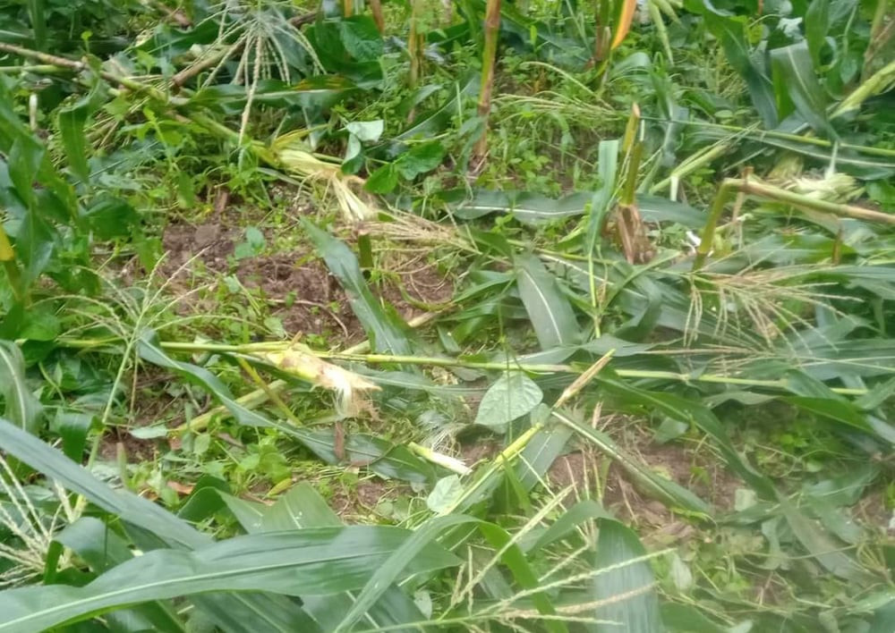 बँदेल र बाँदरबाट बाली जोगाउन किसानलाई मुस्किल