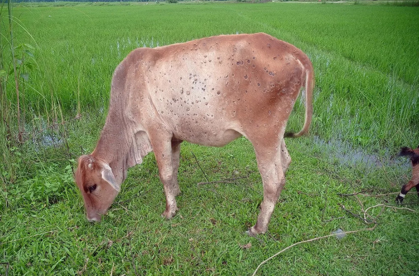 लम्पी स्किनबाट मरेका पशु चौपायाको क्षतिपूर्ति दिने कार्यविधि तत्काल टुङ्ग्याउन निर्देशन