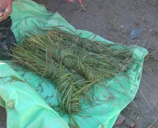 आज कुशे औँसी (गोकर्णऔँसी), पितृ सम्मान दिवस