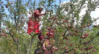मुस्ताङमा आजदेखि स्याउ टिप्न सुरु