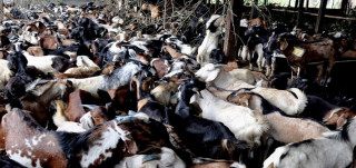 खाद्य व्यवस्थाले घटायो खसीबोका र च्याङग्राको मूल्य