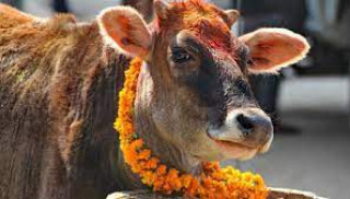 तिहारको तेस्रो दिन : आज गाई पूजा 