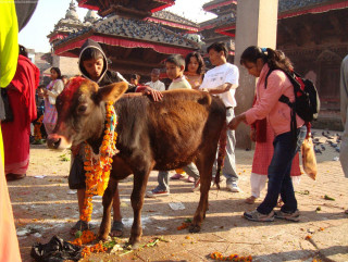 आज तिहारको चौथो दिन : गोवर्द्धन पर्वतसँगै बलि, हली र गोरुको पूजा 