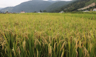 नवलपरासीमा धान उत्पादन बढ्यो