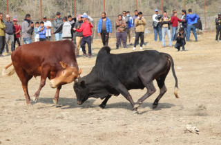 नुवाकोटमा गोरु जुधाएर मनाइयो माघेसङ्क्रान्ति