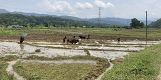 नवलपुरका किसानलाई चैते धान रोप्न भ्याइनभ्याइ