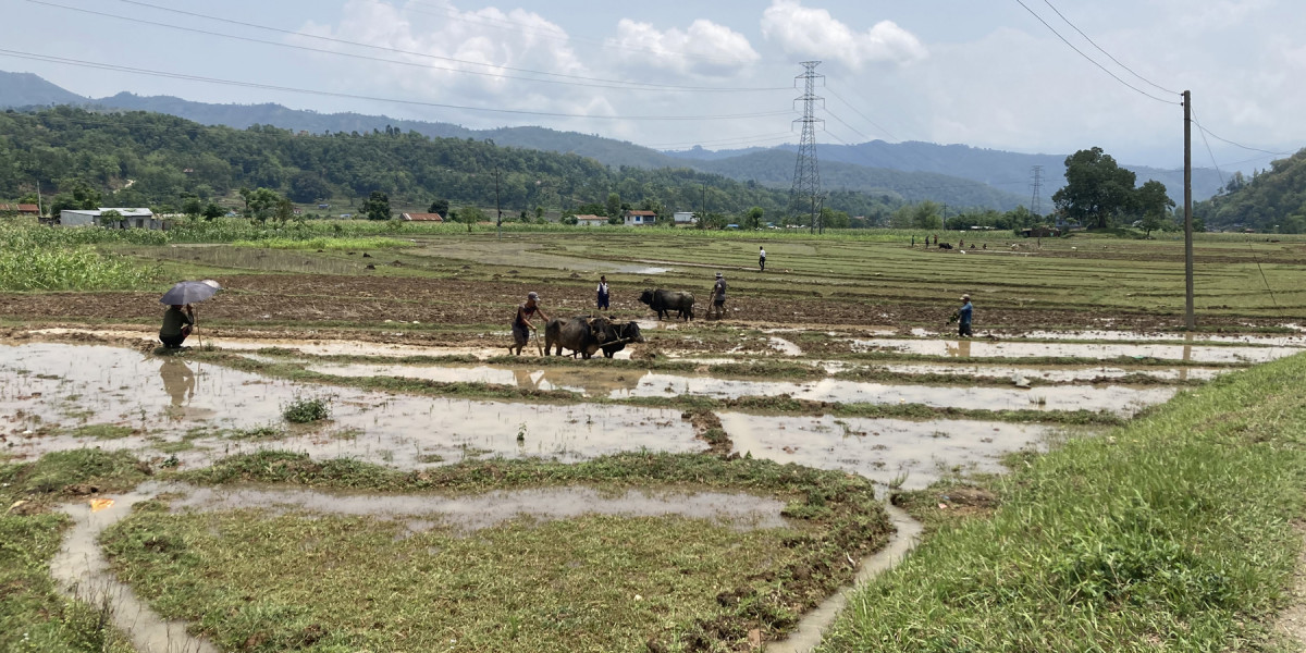 नवलपुरका किसानलाई चैते धान रोप्न भ्याइनभ्याइ
