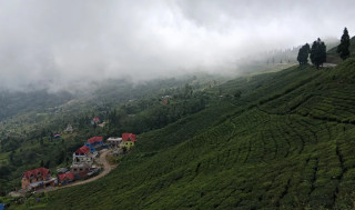 सूर्योदय नगरपालिकामा प्राङ्गारिक चियाखेती अभियान