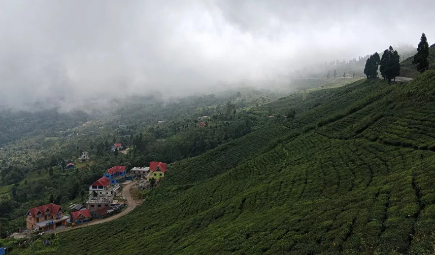 सूर्योदय नगरपालिकामा प्राङ्गारिक चियाखेती अभियान