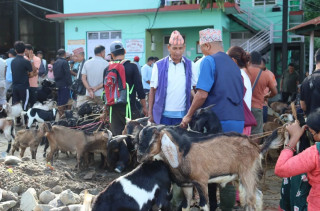चाडपर्व नजिकिएसँगै कृषिउपज बजारमा चहलपहल बढ्यो