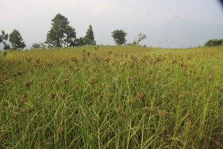 झापामा नौ सय ३७ मेट्रिक टन कोदो उत्पादन