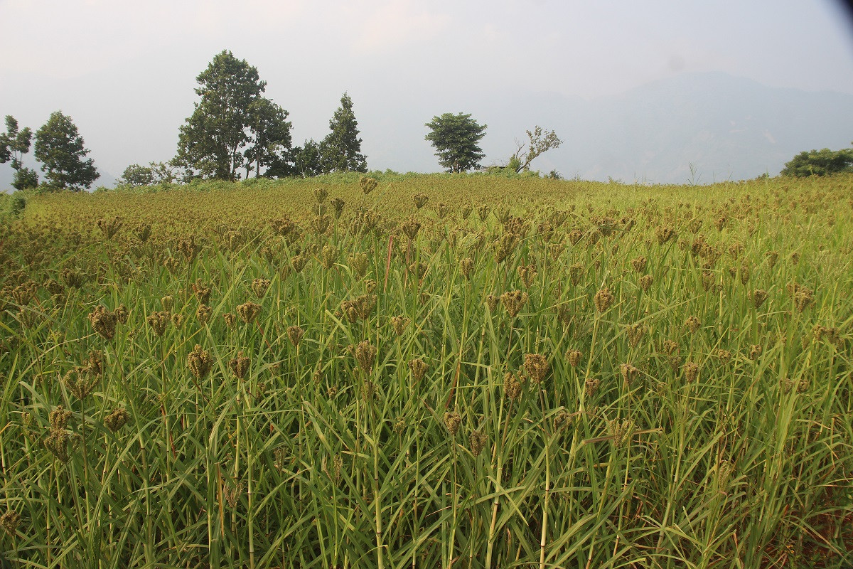 झापामा नौ सय ३७ मेट्रिक टन कोदो उत्पादन