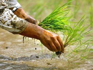 देशभरि ८३ प्रतिशत बढी धान रोपाइँ सकियो