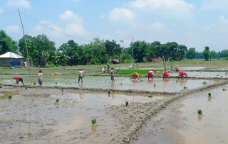 मधेसमा ७७ प्रतिशत धान रोपाइँ, २७ प्रतिशतले उत्पादन घट्ने अनुमान
