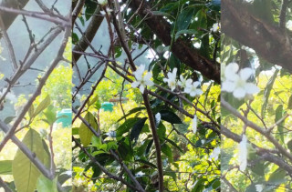 असोजमै फुल्यो ‘पलम’