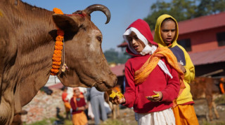 तिहारको पाँचौं दिन : गाई पूजा पनि आजै गरिँदै